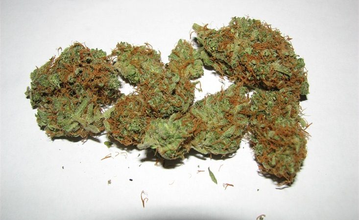 Weed price Prague. 
                    Space Jill Marijuana Strain