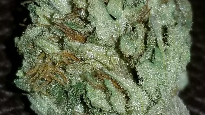 Weed price Prague. 
                    UW Marijuana Strain