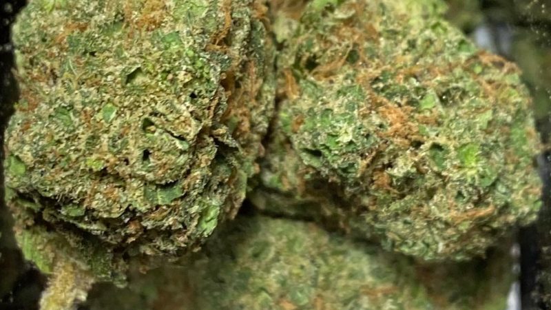 Weed price Prague. 
                    Ray Charles Marijuana Strain