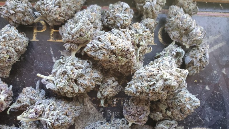 Weed price Prague. 
                    Salmon River Og Marijuana Strain