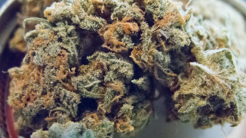 Weed price Prague. 
                    Critical Plus 2.0 Marijuana Strain