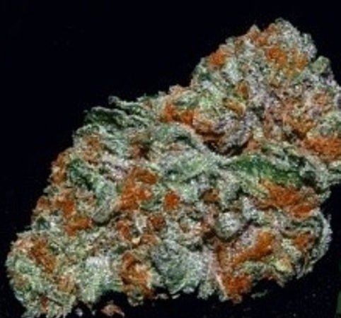 Weed price Prague. 
                    Lakshimi Marijuana Strain