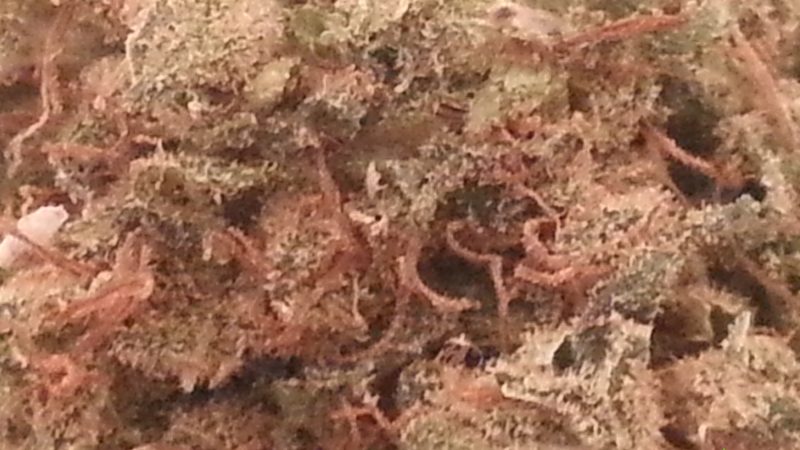 Weed price Prague. 
                    ACDC Marijuana Strain