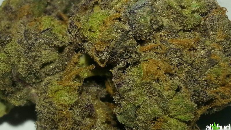 Weed price Prague. 
                    Purple Crack Marijuana Strain