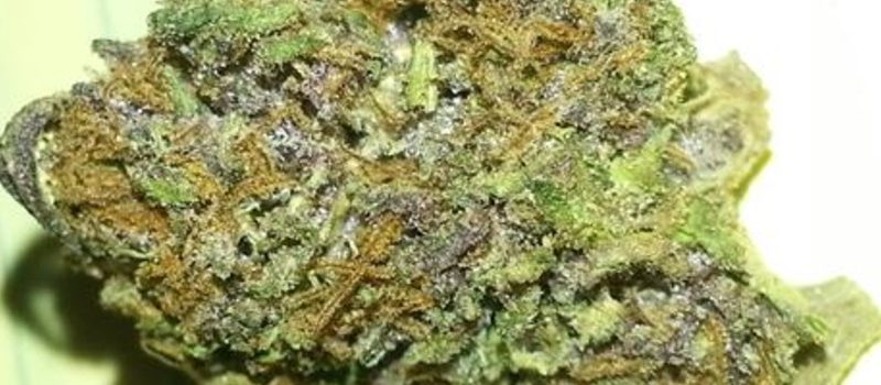 Weed price Prague. 
                    Purple Hindu Kush Marijuana Strain
