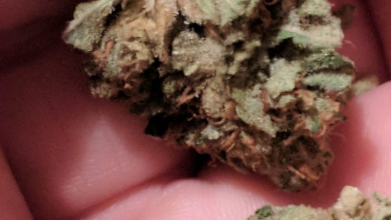 Weed price Prague. 
                    Catatonic Marijuana Strain