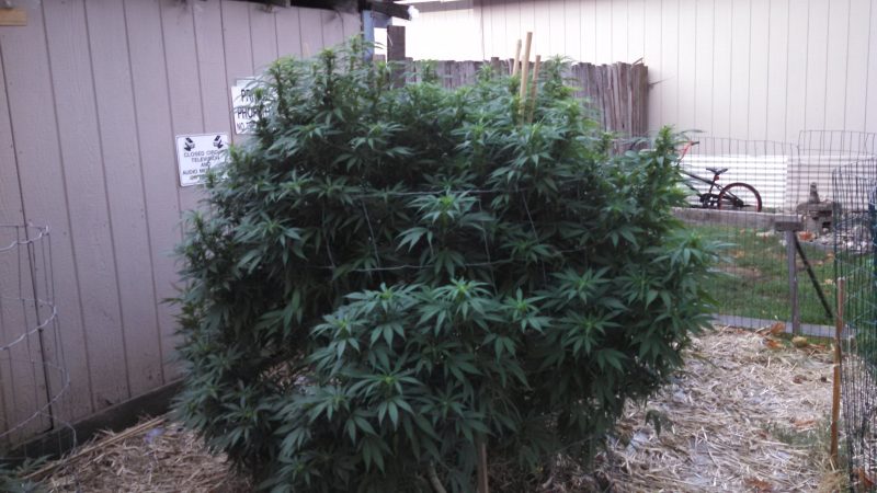 Weed price Prague. 
                    Jamaican Lambs Bread Marijuana Strain