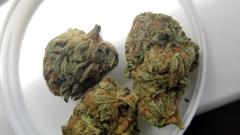 Weed price Prague. 
                    Bay 11 Marijuana Strain