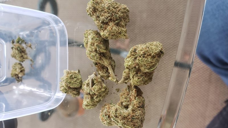 Weed price Prague. 
                    Space Candy Marijuana Strain