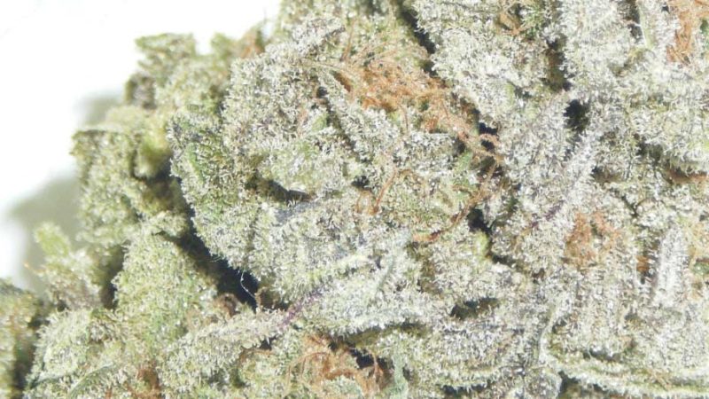 Weed price Prague. 
                    Afgooey Marijuana Strain