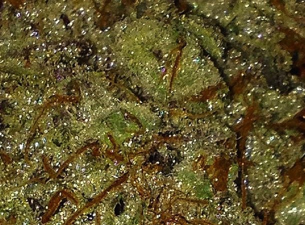 Weed price Prague. 
                    Sour Strawberry Marijuana Strain