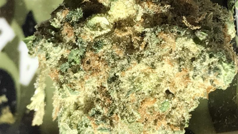 Weed price Prague. 
                    Rocky Mountain Fire Marijuana Strain