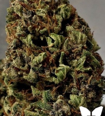 Weed price Prague. 
                    Blue Knight Marijuana Strain