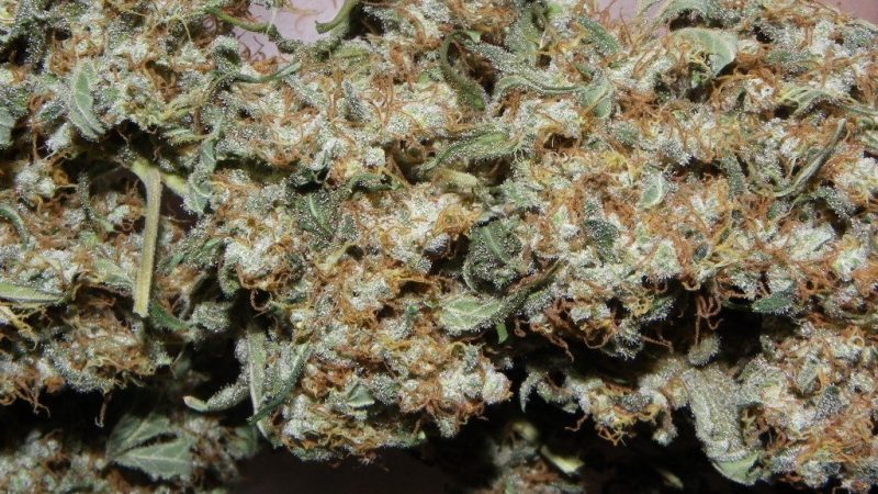 Weed price Prague. 
                    Hericules Marijuana Strain