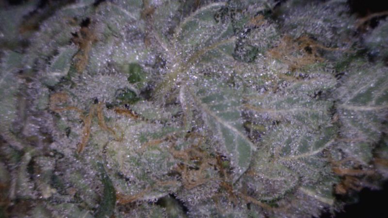 Weed price Prague. 
                    Shiatsu Marijuana Strain