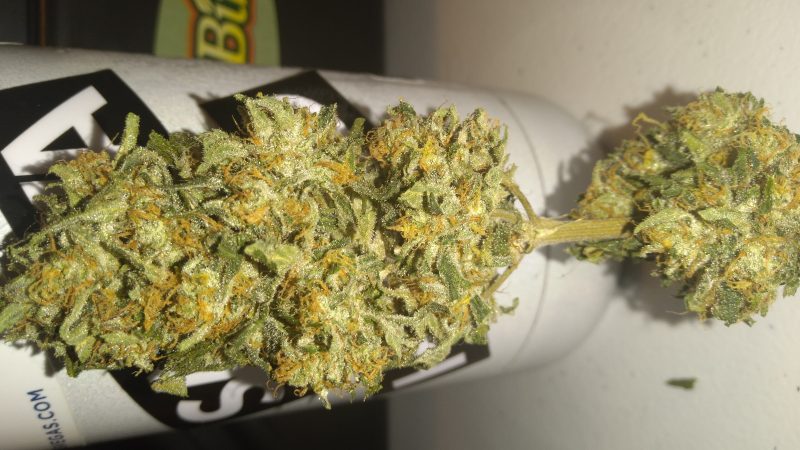 Weed price Prague. 
                    White Urkle Marijuana Strain