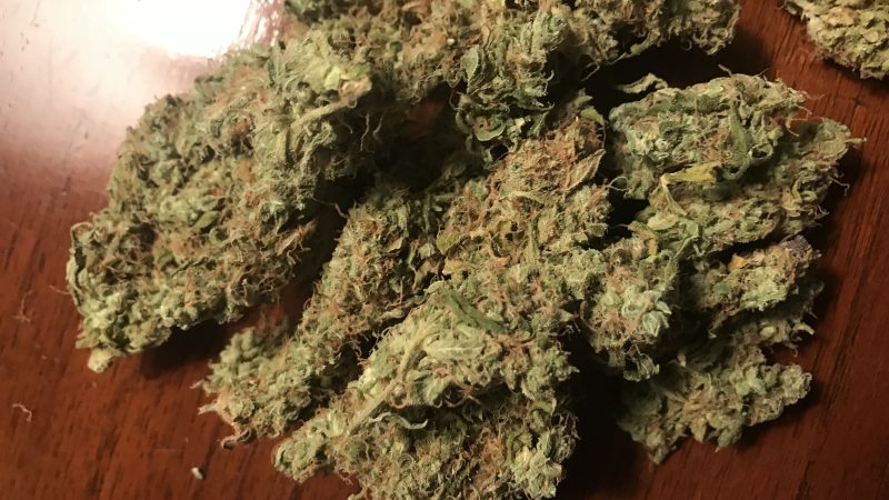 Weed price Prague. 
                    Snow Dawg Marijuana Strain