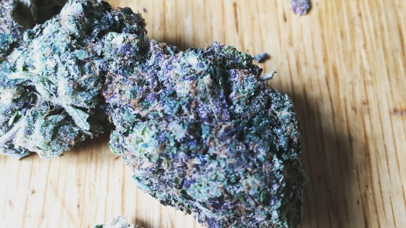 Weed price Prague. 
                    Black Tuna Marijuana Strain