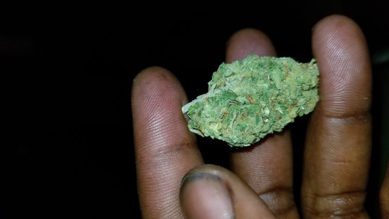 Weed price Prague. 
                    White Haze Marijuana Strain