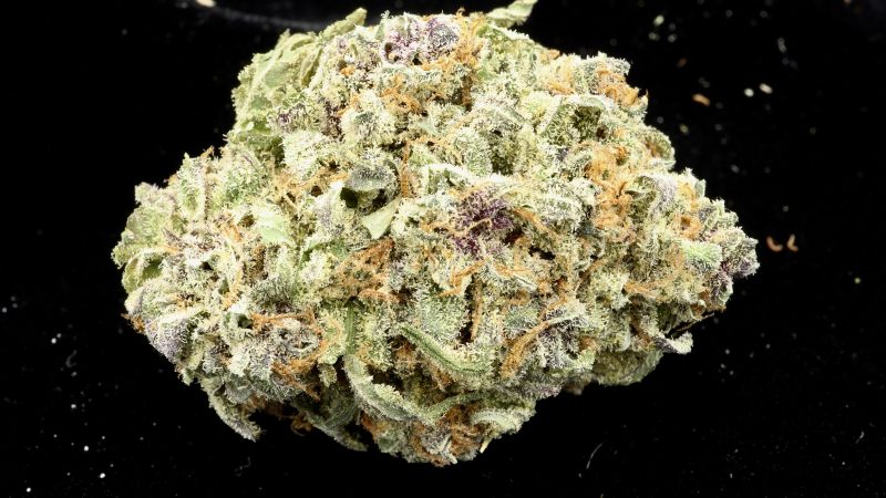 Weed price Prague. 
                    Night Nurse Marijuana Strain