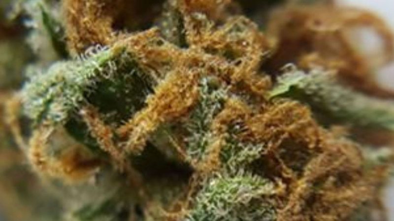 Weed price Prague. 
                    Black Indica Marijuana Strain