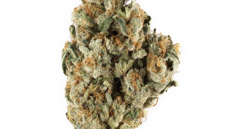 Weed price Prague. 
                    Lost My Keys Marijuana Strain