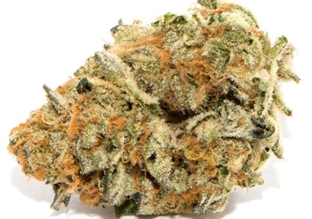 Weed price Prague. 
                    Kraken Black Pepper Marijuana Strain