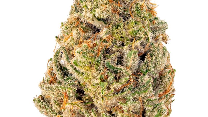 Weed price Prague. 
                    Jack & Jill Marijuana Strain