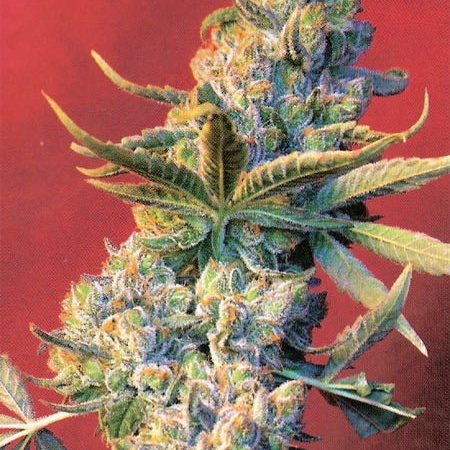 Weed price Prague. 
                    Dancehall Marijuana Strain