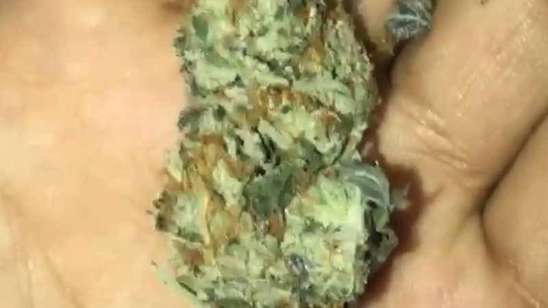 Weed price Prague. 
                    Sweet and Sour Marijuana Strain