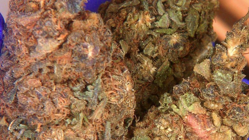 Weed price Prague. 
                    Tootsie Roll Marijuana Strain