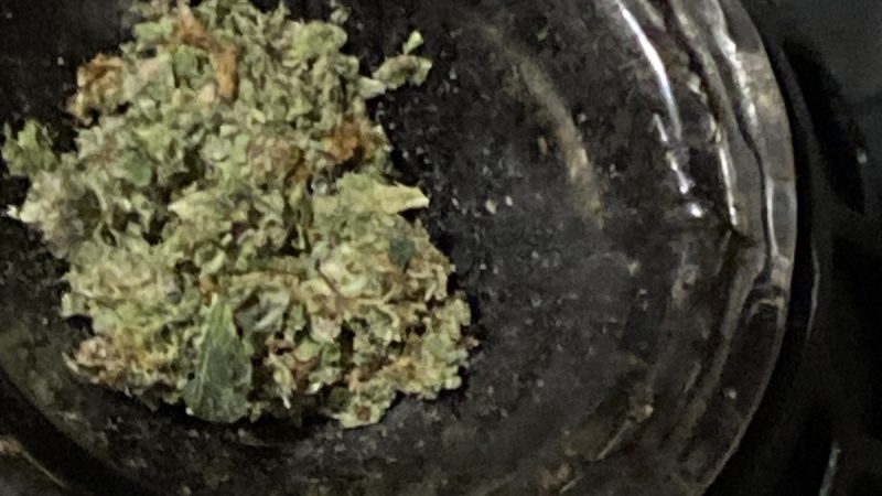 Weed price Prague. 
                    Shoreline Marijuana Strain