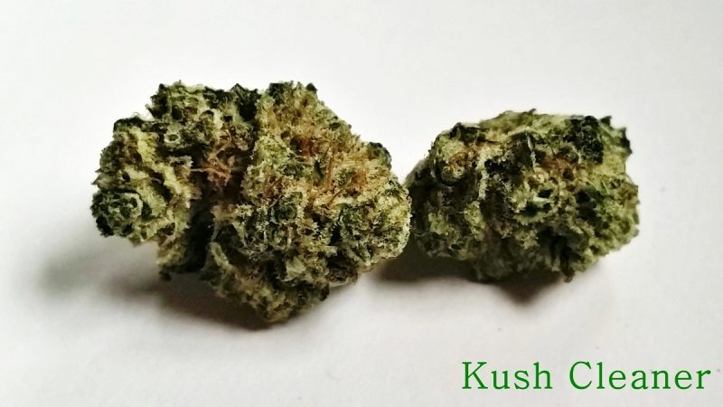 Weed price Prague. 
                    Kush Cleaner Marijuana Strain