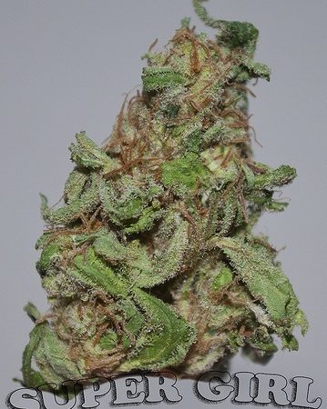 Weed price Prague. 
                    Supergirl Marijuana Strain