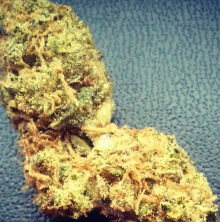 Weed price Prague. 
                    Juliet Marijuana Strain