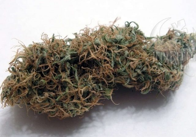 Weed price Prague. 
                    Gigabud Marijuana Strain