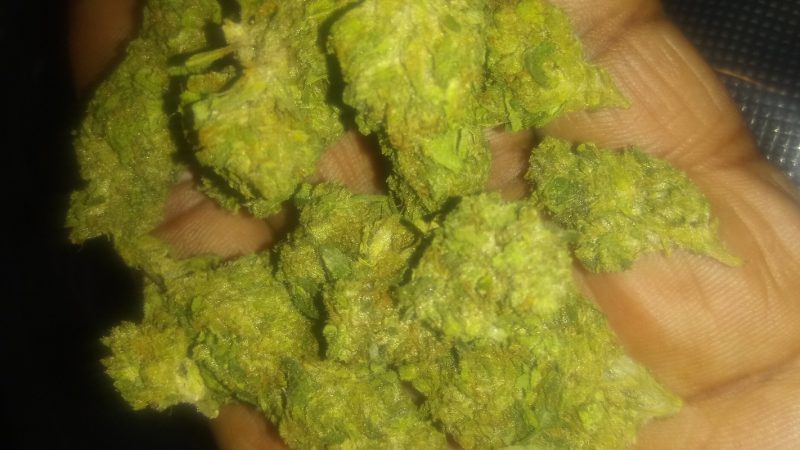 Weed price Prague. 
                    Big Foot Marijuana Strain