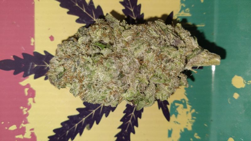 Weed price Prague. 
                    Grapeology Marijuana Strain