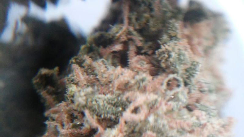 Weed price Prague. 
                    OB Ripper Marijuana Strain