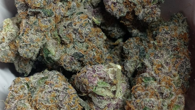 Weed price Prague. 
                    Fritter Licker Marijuana Strain