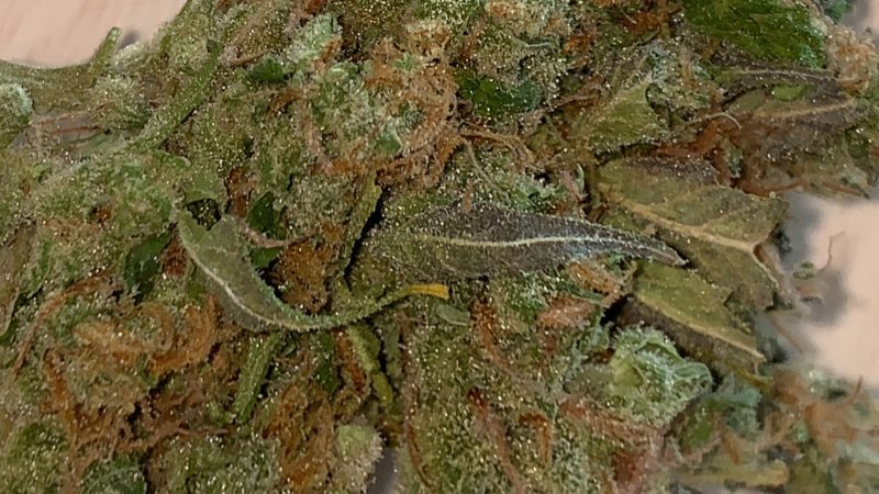 Weed price Prague. 
                    Great Northern Marijuana Strain