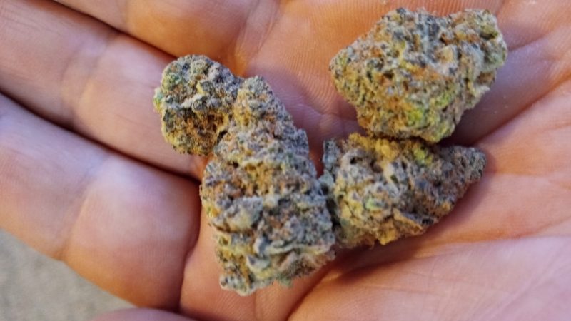 Weed price Prague. 
                    Tropical Punch Marijuana Strain