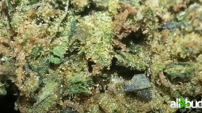 Weed price Prague. 
                    Girl Scout Cookies #2 Marijuana Strain