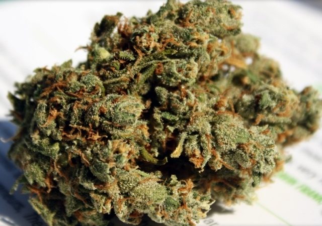 Weed price Prague. 
                    Jack of Spades Marijuana Strain