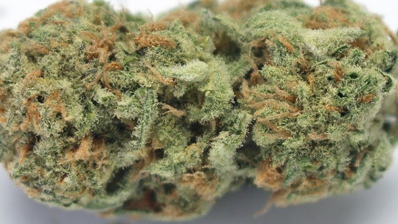 Weed price Prague. 
                    Gorilla Crush Marijuana Strain