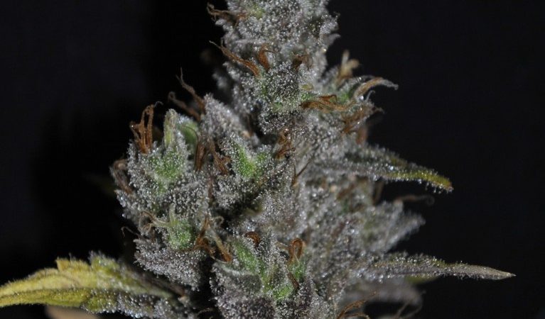 Weed price Prague. 
                    Medi Haze Marijuana Strain