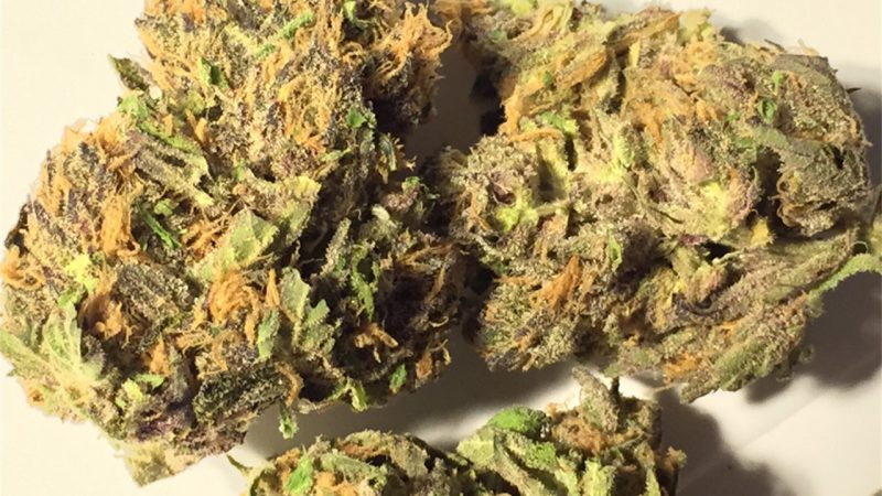 Weed price Prague. 
                    Grunk Marijuana Strain