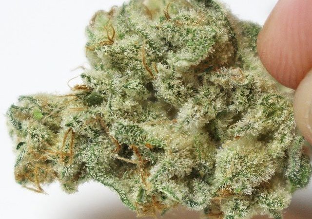 Weed price Prague. 
                    Blackberry Chem og Marijuana Strain