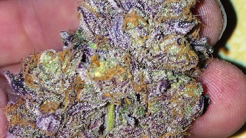 Weed price Prague. 
                    CBD Mango Haze Marijuana Strain