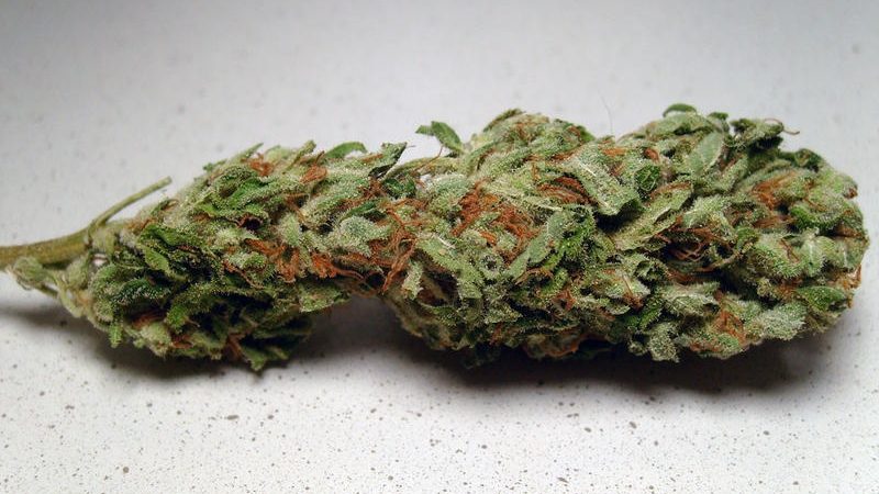 Weed price Prague. 
                    Trainwreck #2 Marijuana Strain